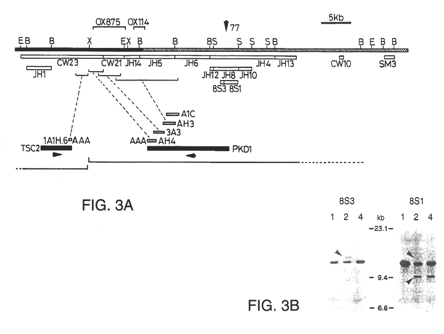 Polycystic kidney disease 1 gene and uses thereof