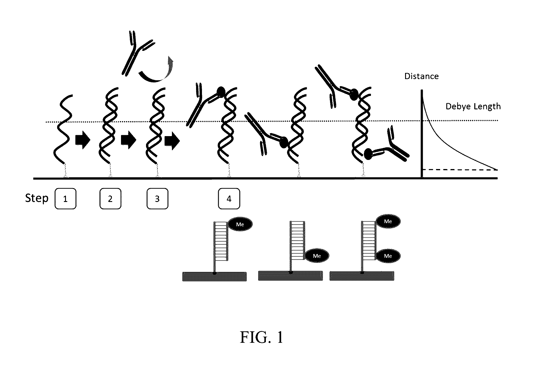 DNA Methylation Detection