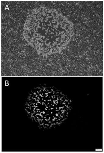 VGF gene removed recombinant Tiantan strain oncolytic vaccinia virus, and preparation and applications thereof