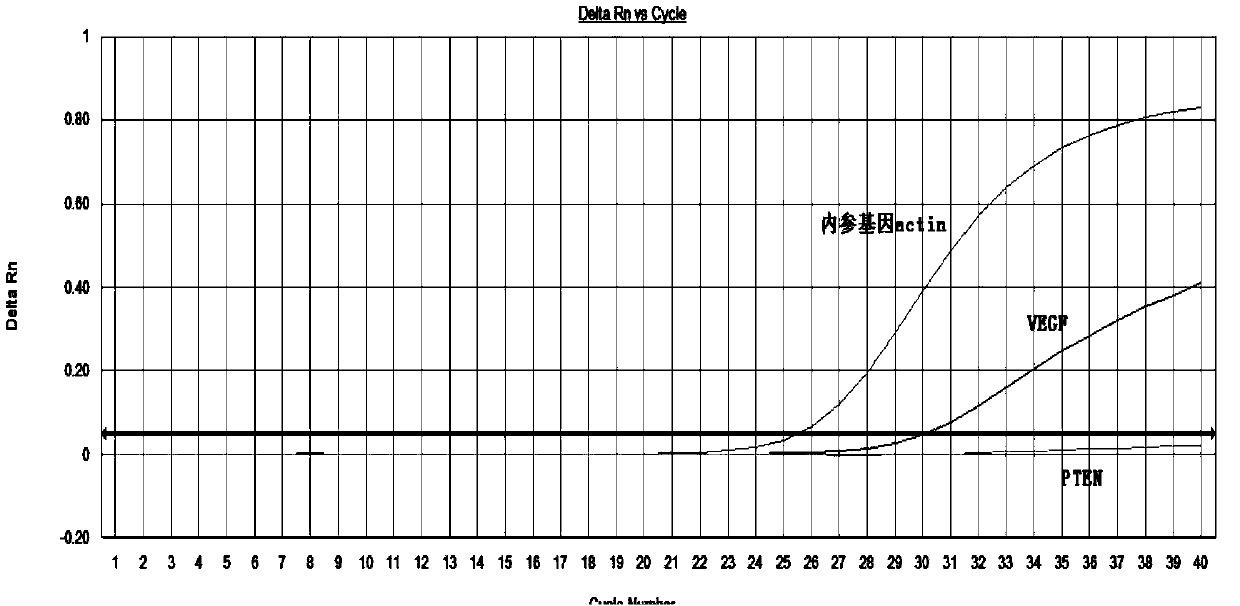 Oligonucleotide and method for joint detection of relative transcript levels of genes PTEN (phosphatase and tensin homolog deleted on chromosome ten) and VEGF (vascular endothelial cell growth factor)