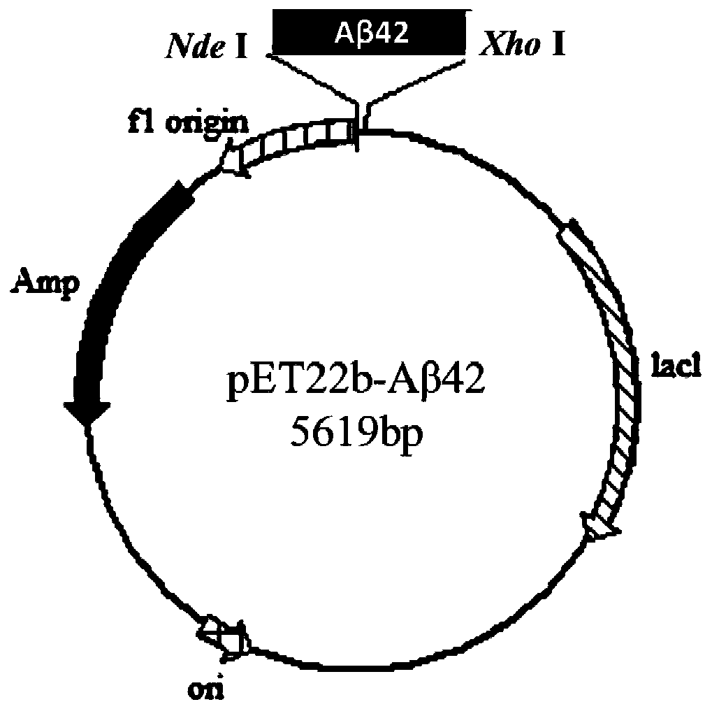 A kind of Aβ42 modified protein and its expression and purification method