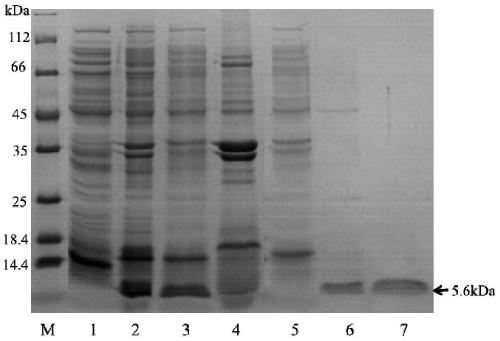 A kind of Aβ42 modified protein and its expression and purification method