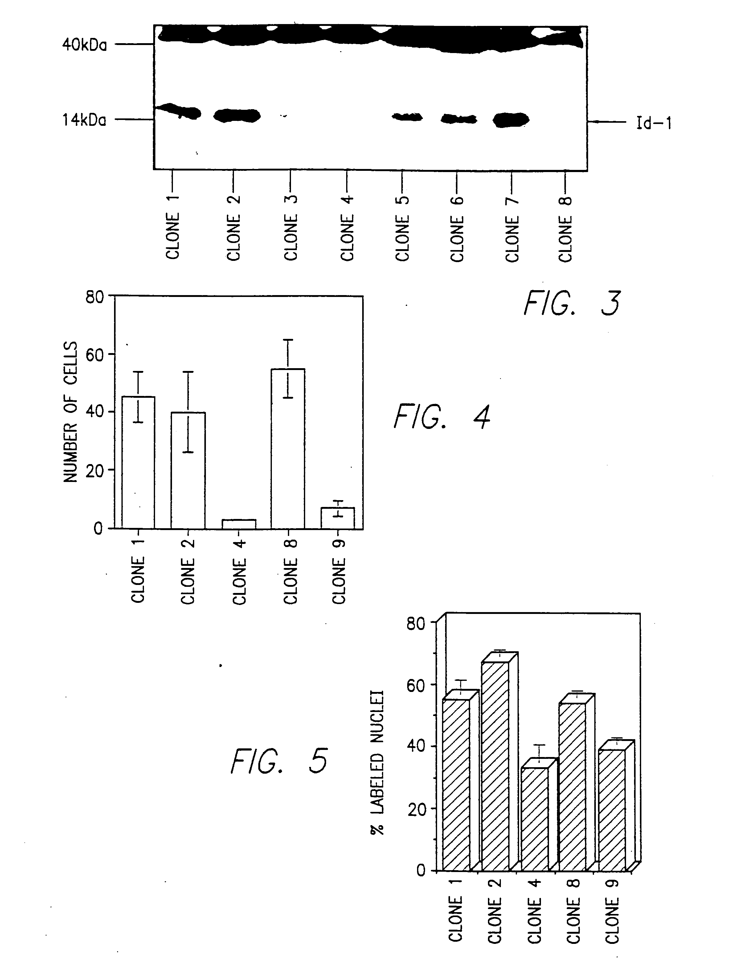 Id-1 and Id-2 genes and products as markers of epithelial cancer