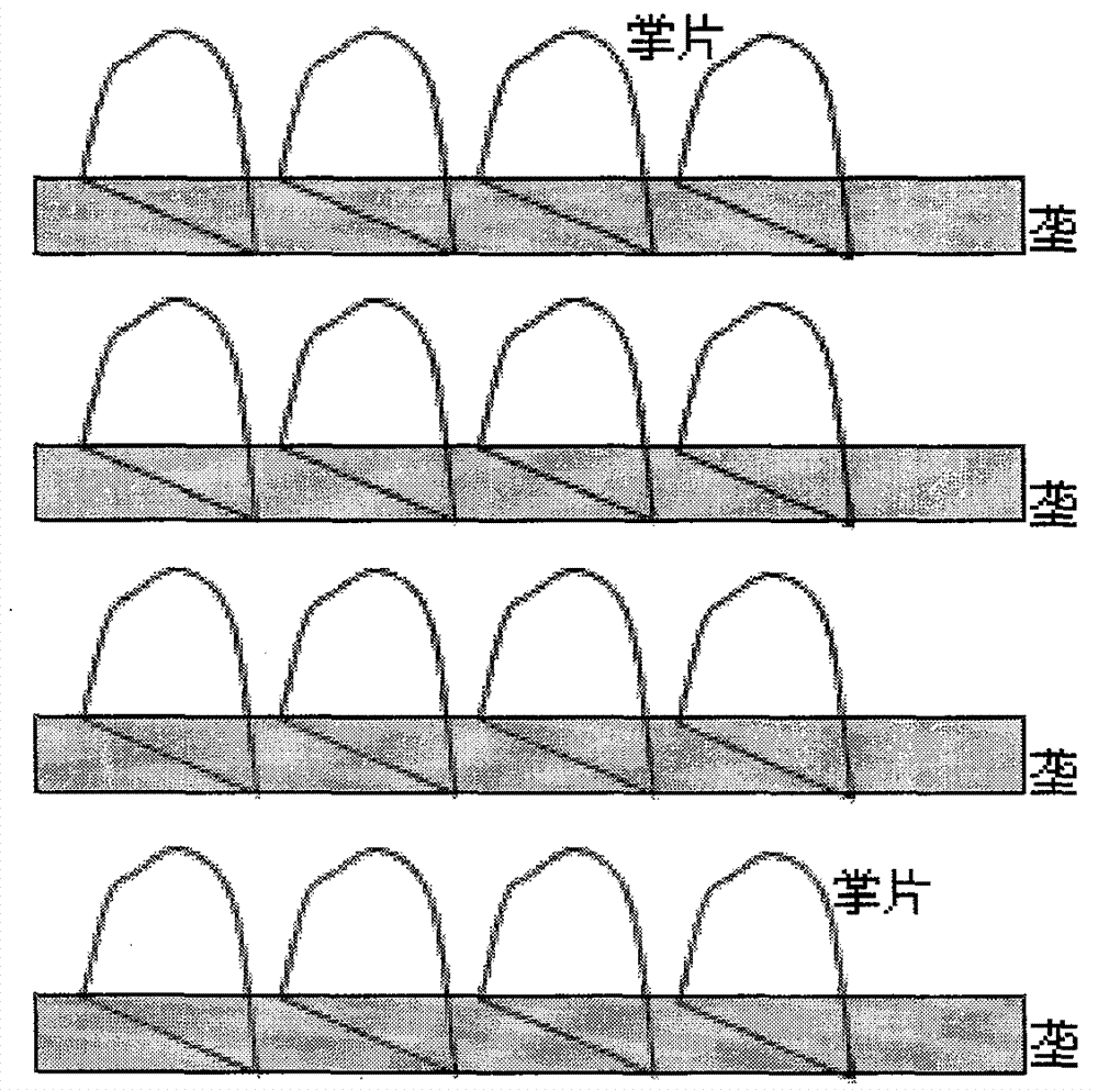 High-yield cultivation method of dactylopius coccus costa