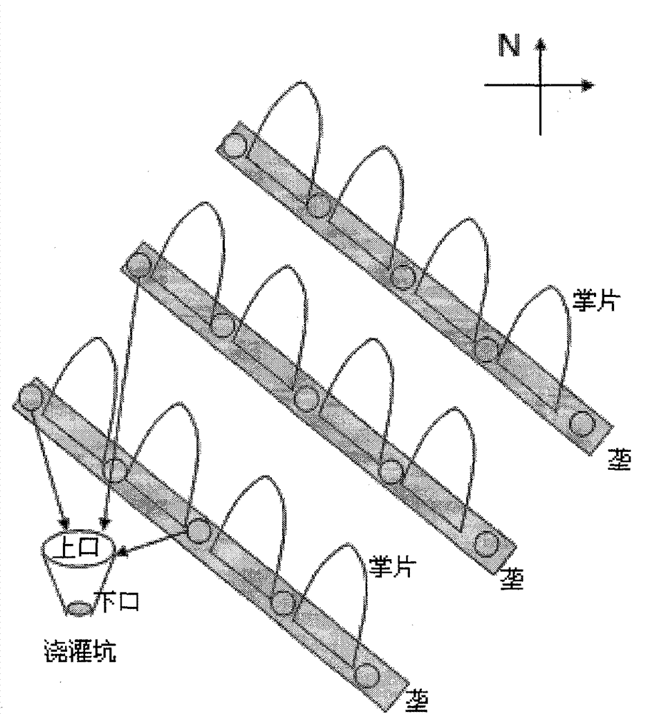 High-yield cultivation method of dactylopius coccus costa