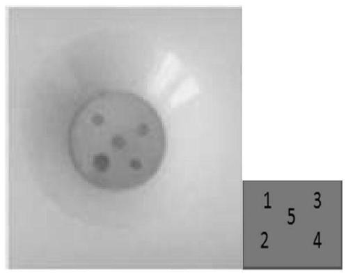 Application of lipopolysaccharide extracted from brucella ovis vaccine strain M5 in preparation of product for diagnosing human brucellosis