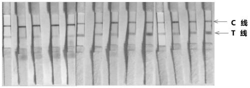 Application of lipopolysaccharide extracted from brucella ovis vaccine strain M5 in preparation of product for diagnosing human brucellosis