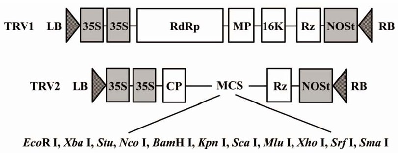 Antipathogenic target gene fragment of Verticillium dahliae vdeg and its interference vector and application