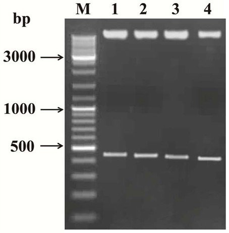 Antipathogenic target gene fragment of Verticillium dahliae vdeg and its interference vector and application