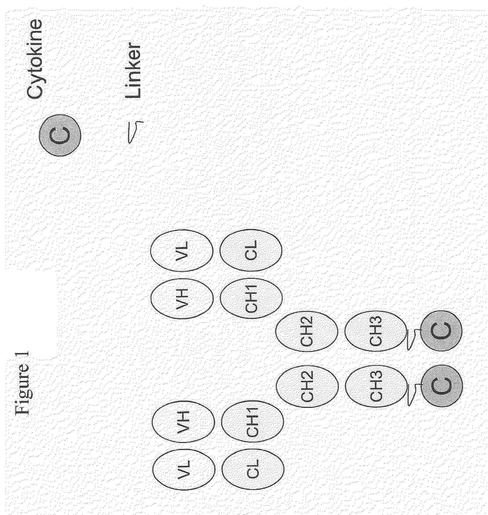 Engineered antibody-interferon mutant fusion molecules