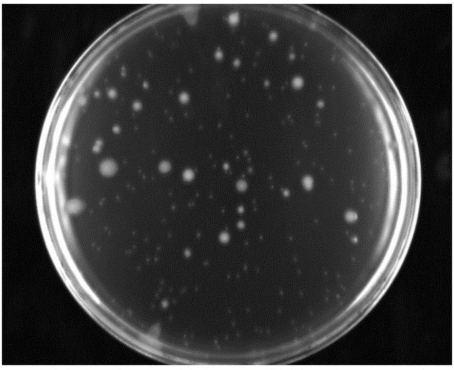 Antibacterial filter core and its preparation method and application