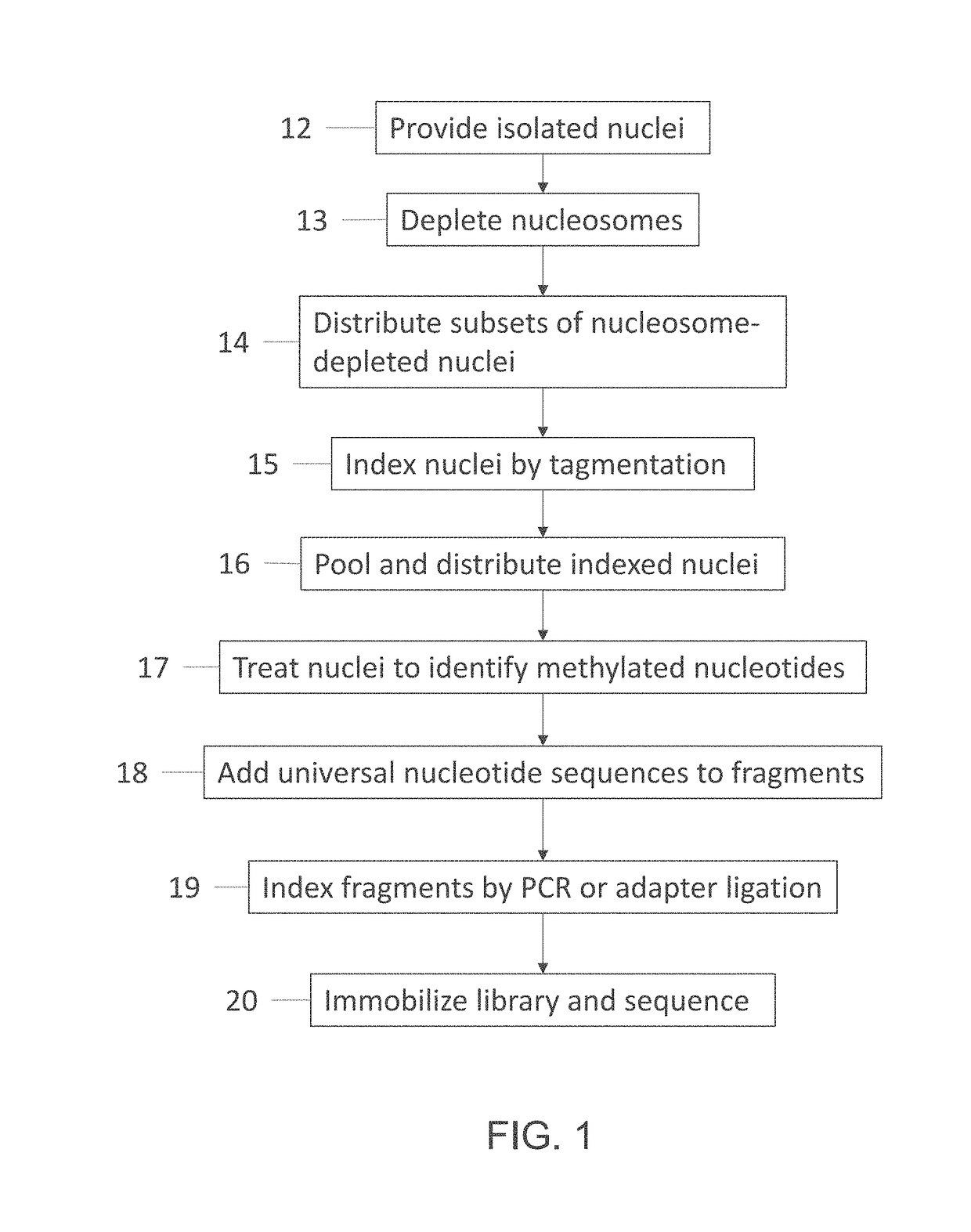 Single cell whole genome libraries for methylation sequencing