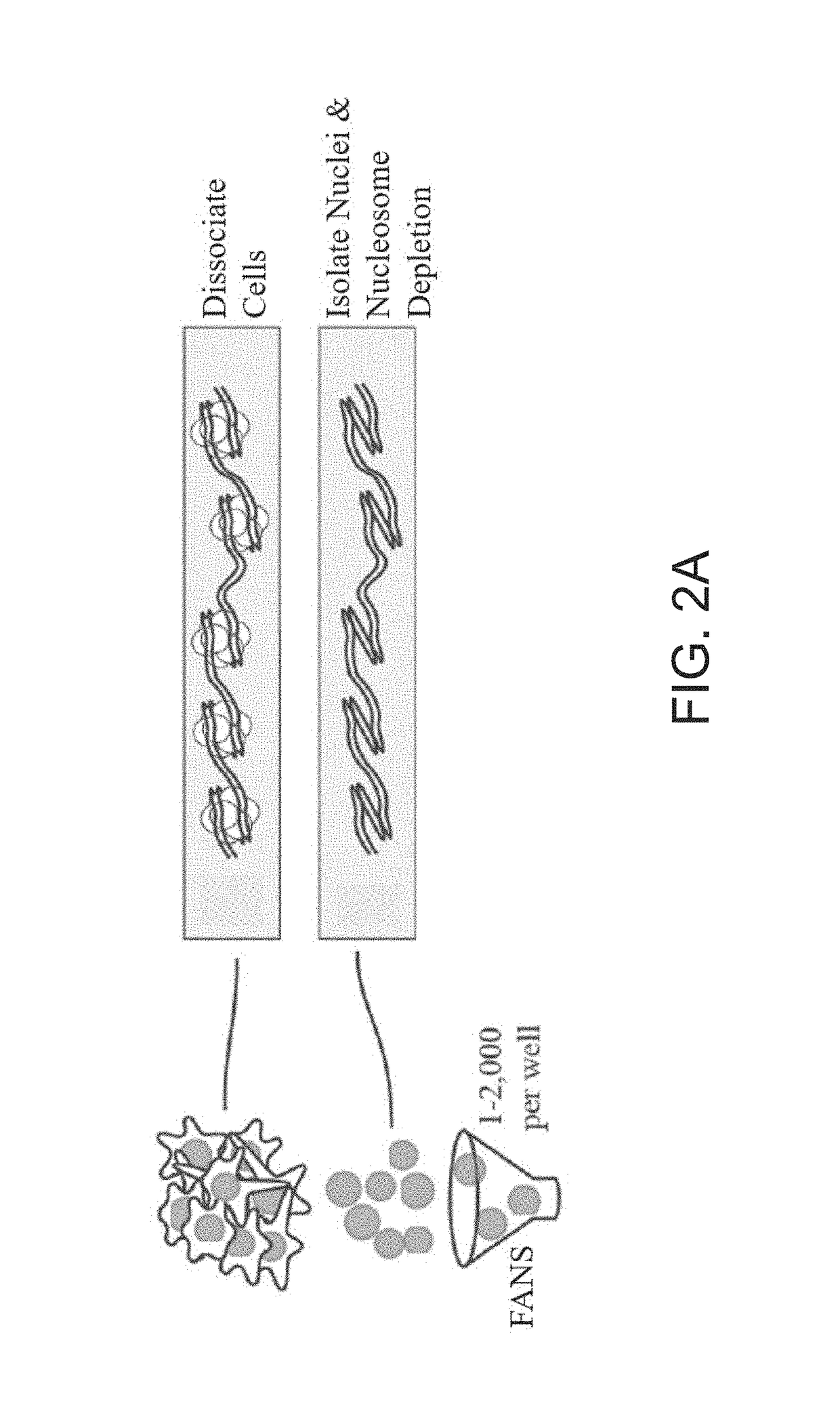 Single cell whole genome libraries for methylation sequencing