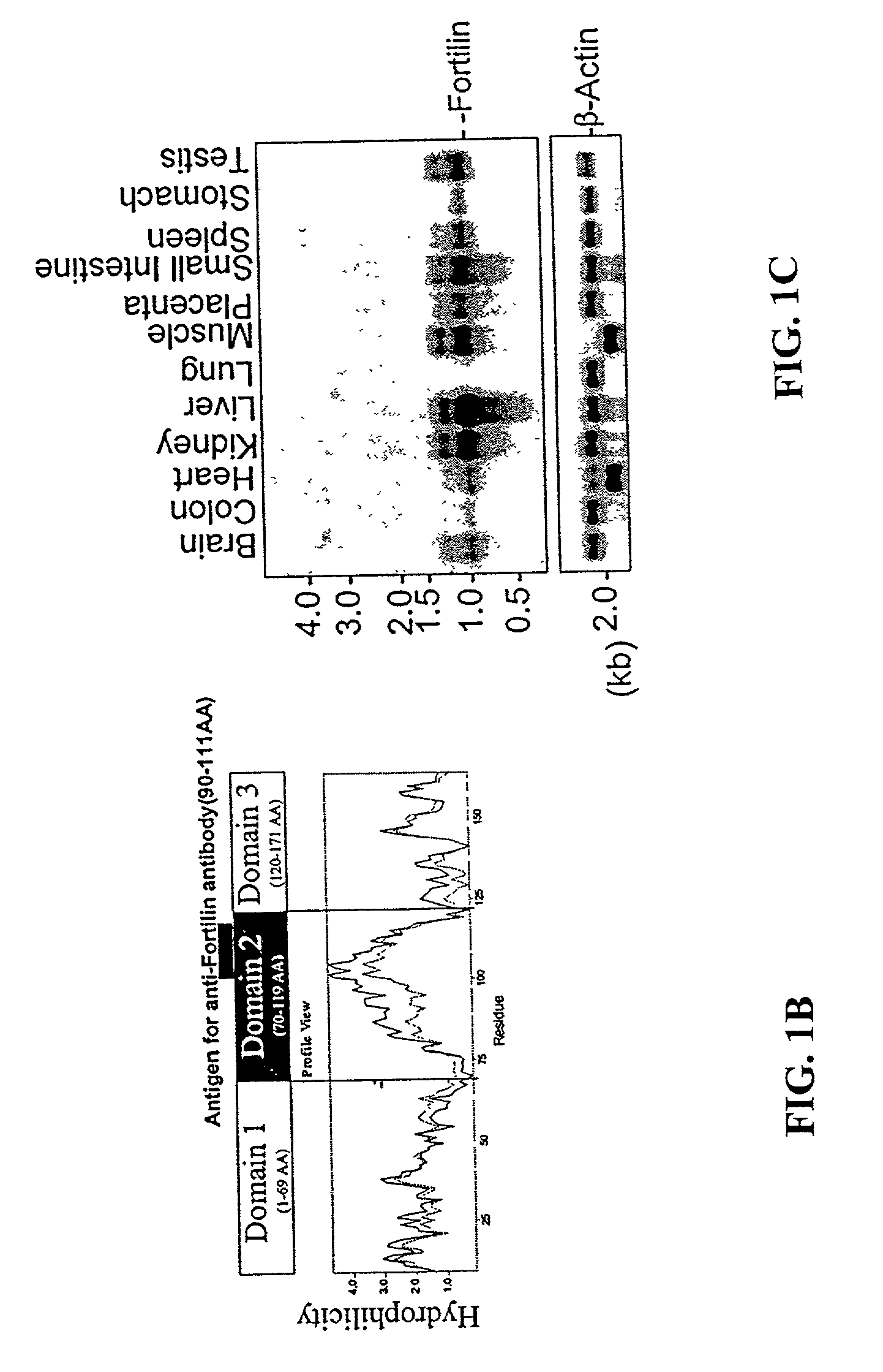 Methods and compositions relating to fortilin, an anti-apoptotic molecule, and modulators of fortilin