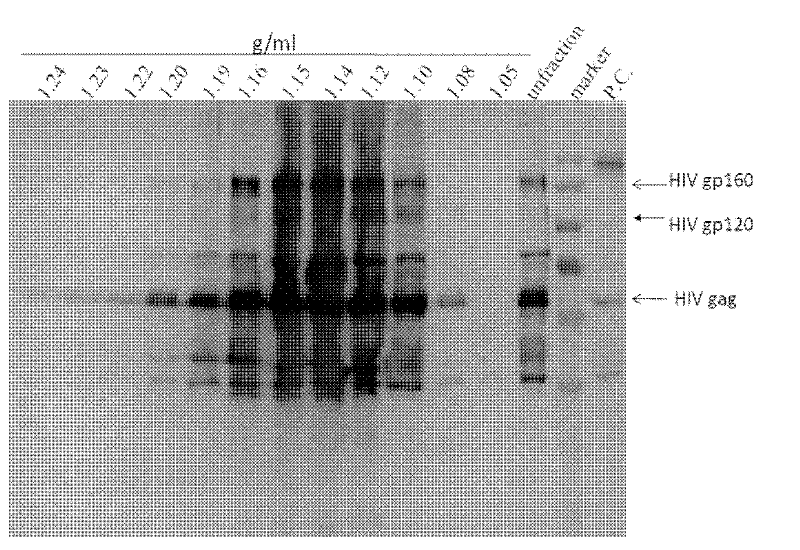 Method for producing virus-like particles by utilizing drosophila cells and application