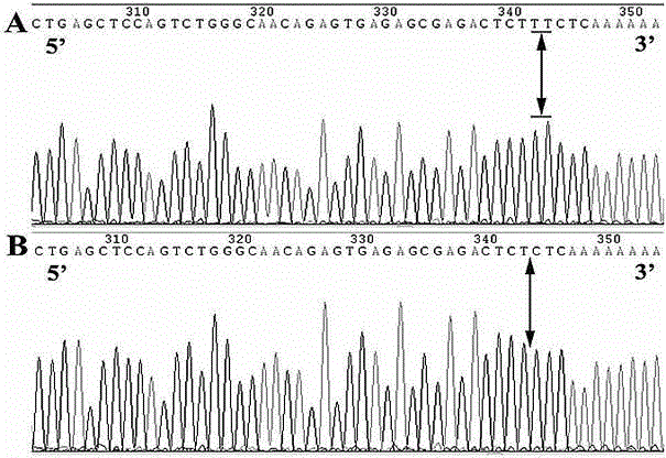 Primary hypertension susceptibility gene variation locus and detecting method thereof