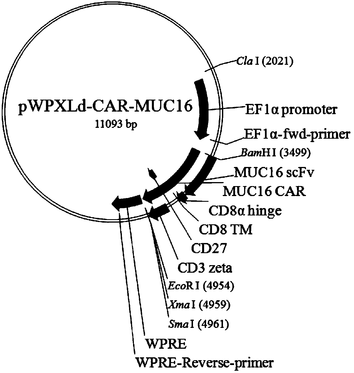 MUC16 targeted chimeric antigen receptor and MUC16 targeted chimeric antigen receptor T cells and preparation method and application of MUC16 targeted chimeric antigen receptor T cells