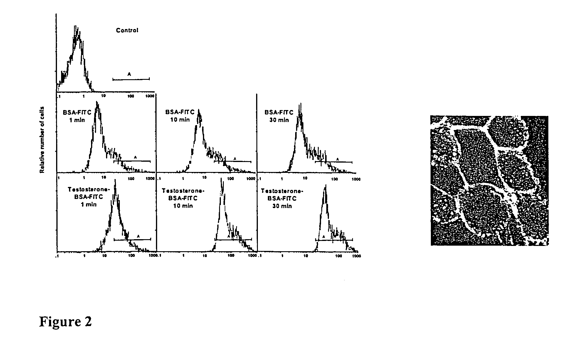 Steroid conjugates, preparation thereof and the use thereof