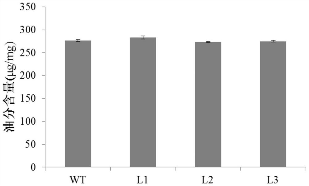 Plant seed fatty acid-related protein ghbzip67 and its encoding gene and application