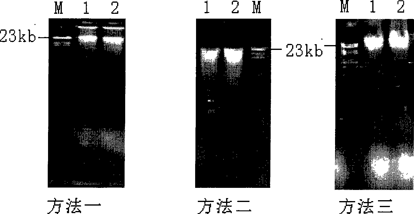 Soil microbe genome DNA extracting method