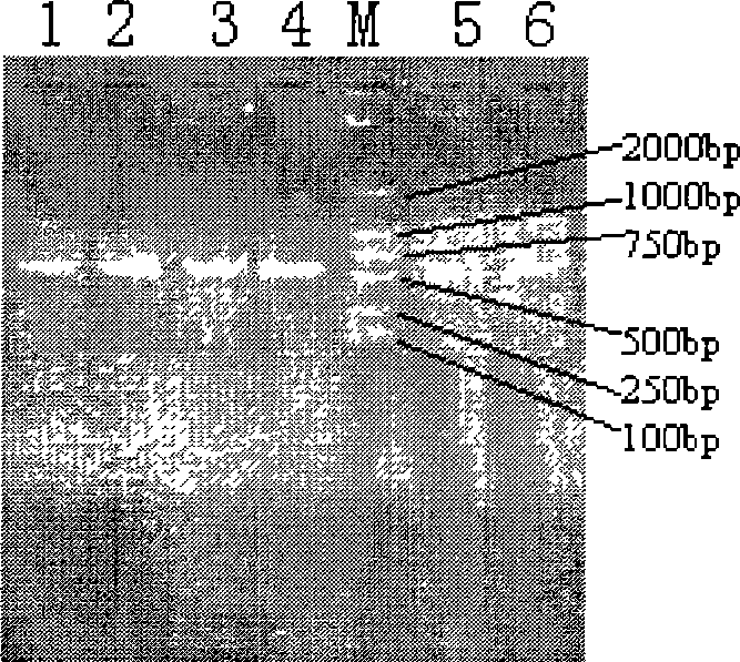 Soil microbe genome DNA extracting method