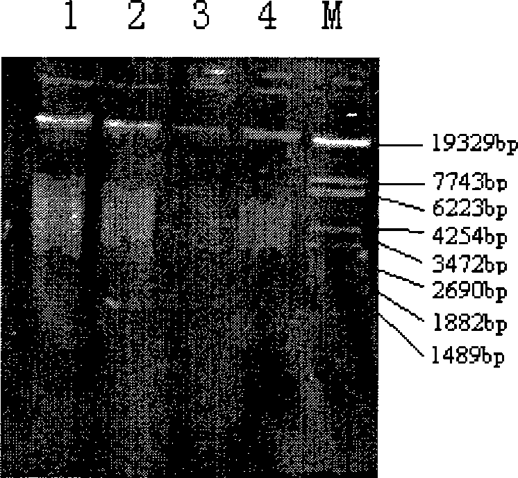 Soil microbe genome DNA extracting method