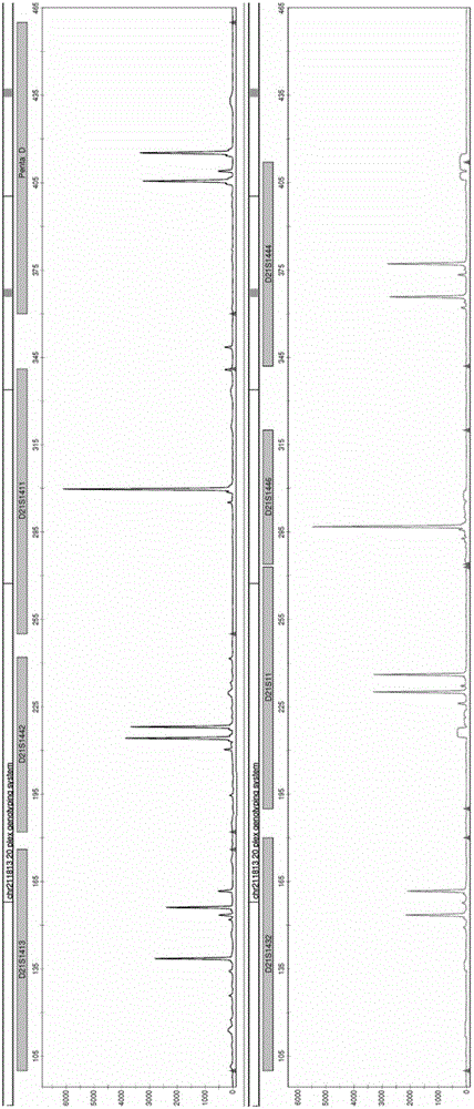 Gene typing detection kit for human 13,18 and 21 chromosome 20 STR locus