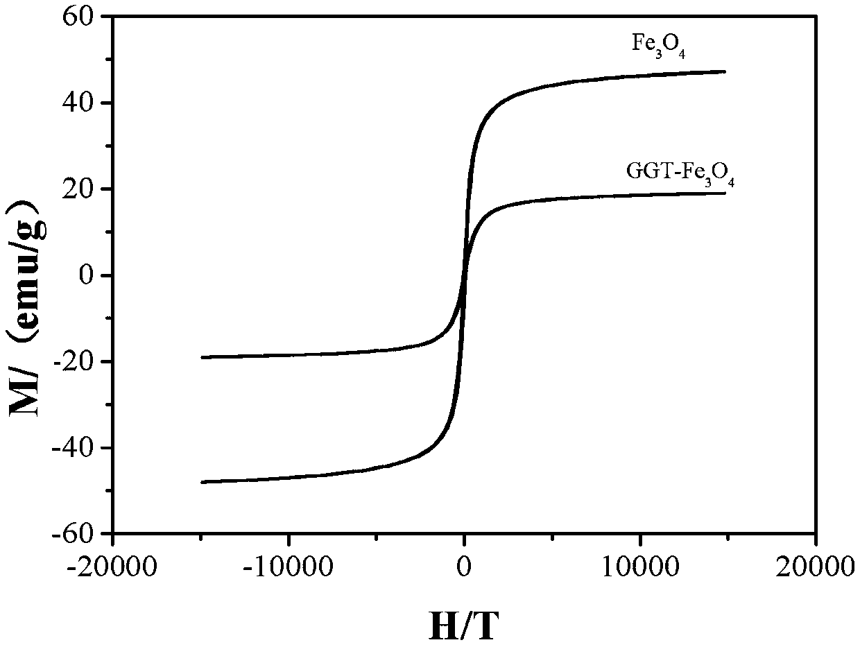 GGT antibody immune nano magnetic beads and preparation method and application thereof