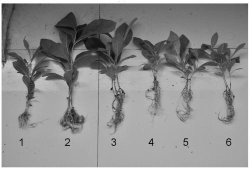 A kind of teak seedling stage foliage fertilizer and application method thereof