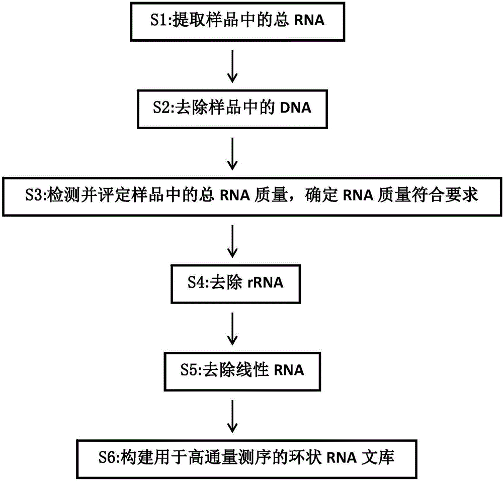 Establishing method of circular RNA high-throughput sequencing library and kit thereof