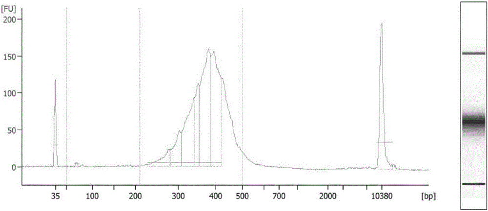 Establishing method of circular RNA high-throughput sequencing library and kit thereof