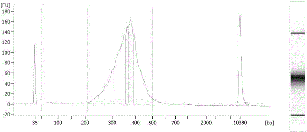 Establishing method of circular RNA high-throughput sequencing library and kit thereof