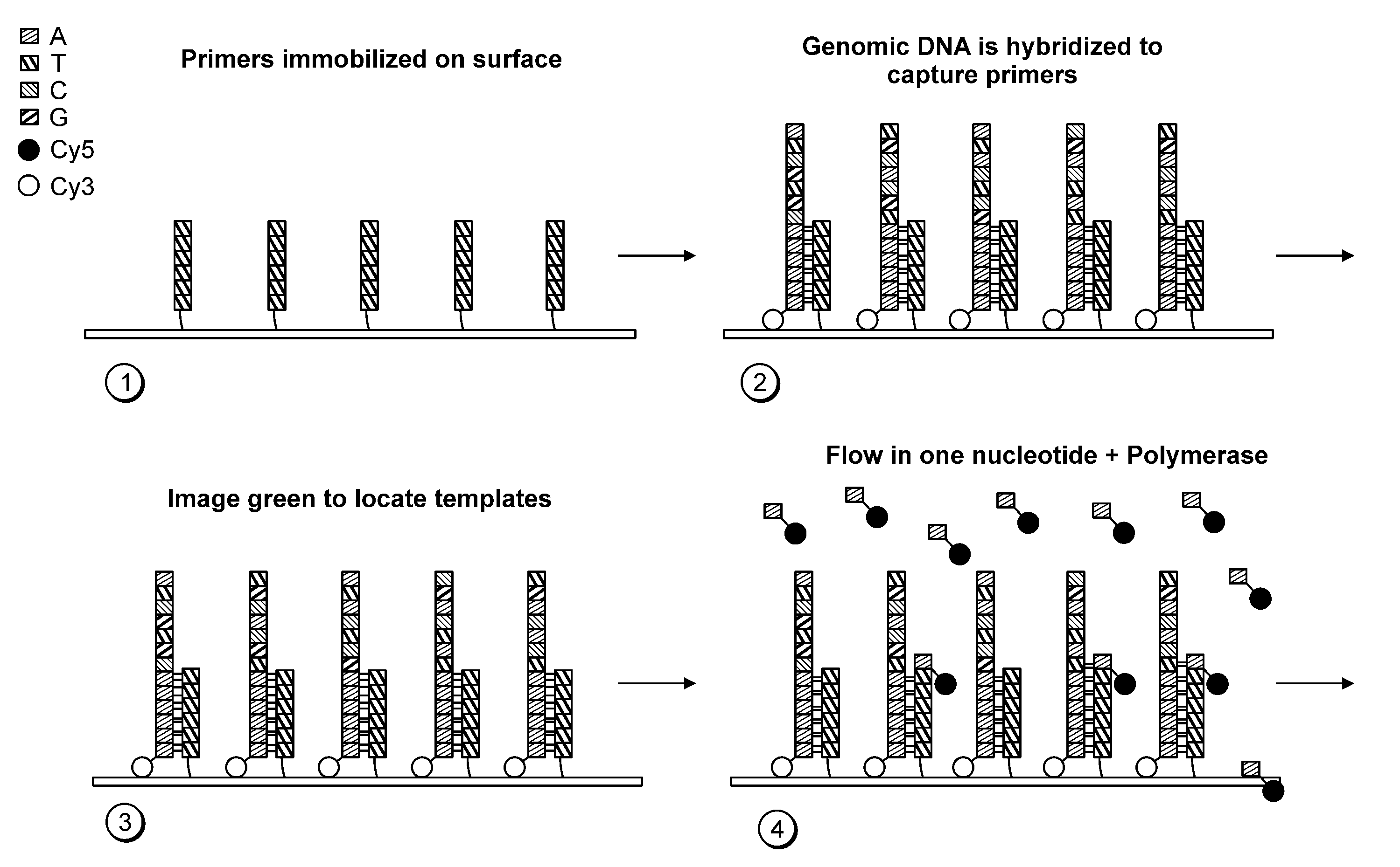 Paired-end reads in sequencing by synthesis