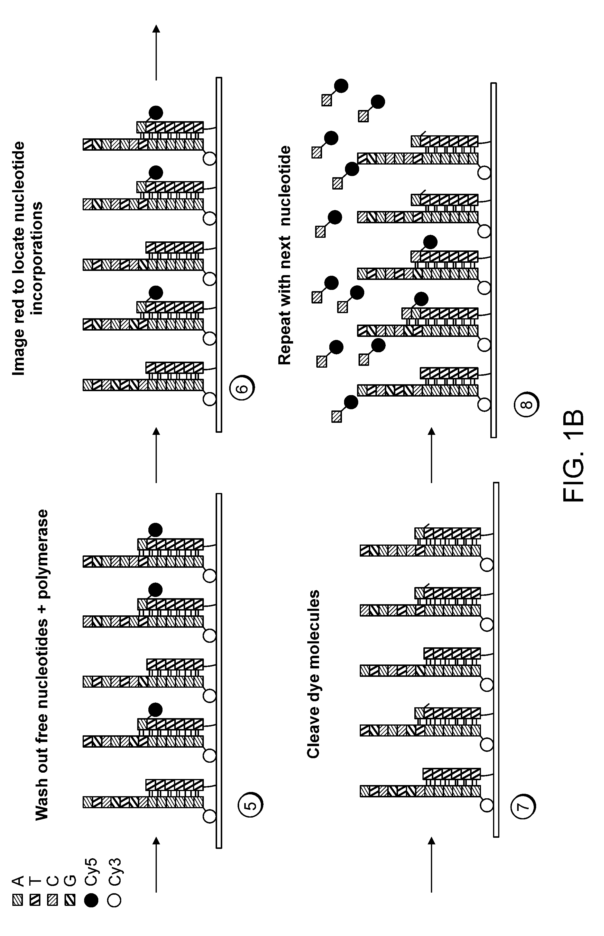 Paired-end reads in sequencing by synthesis