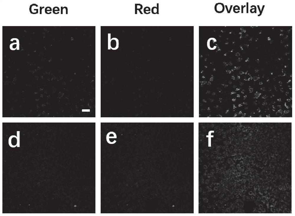 A ratiometric two-photon fluorescent probe and its preparation method and application