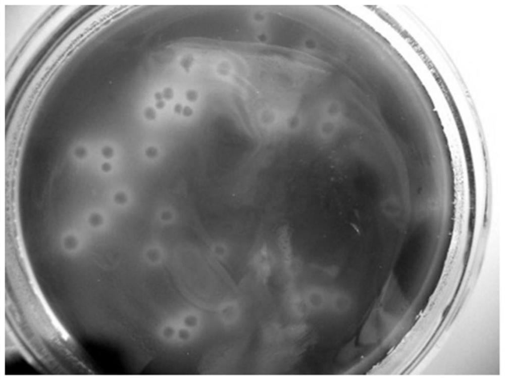 Method for mutagenizing microbial strains, Clostridium butyricum strains and applications