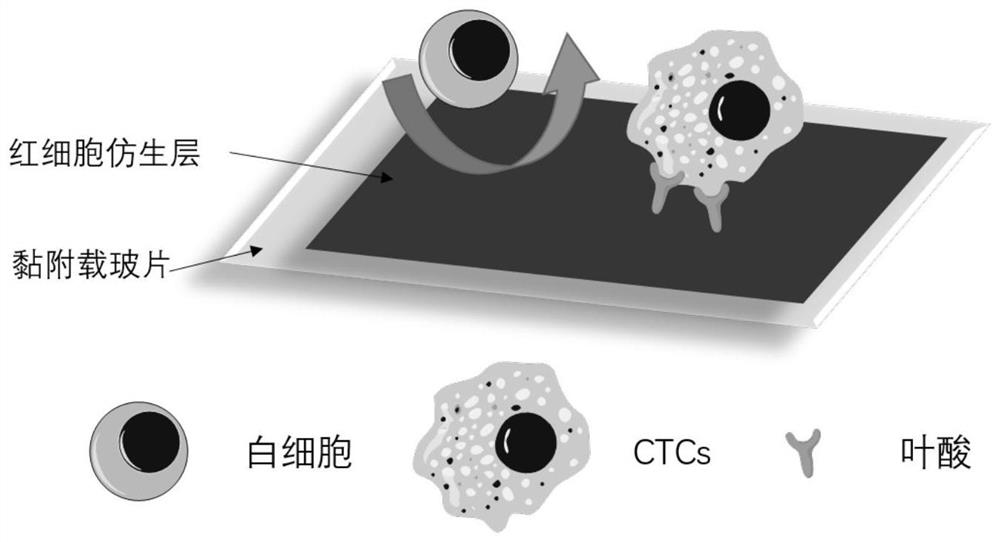 A biomimetic coating of red blood cells for enrichment of circulating tumor cells