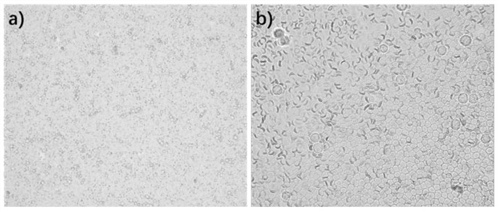 A biomimetic coating of red blood cells for enrichment of circulating tumor cells