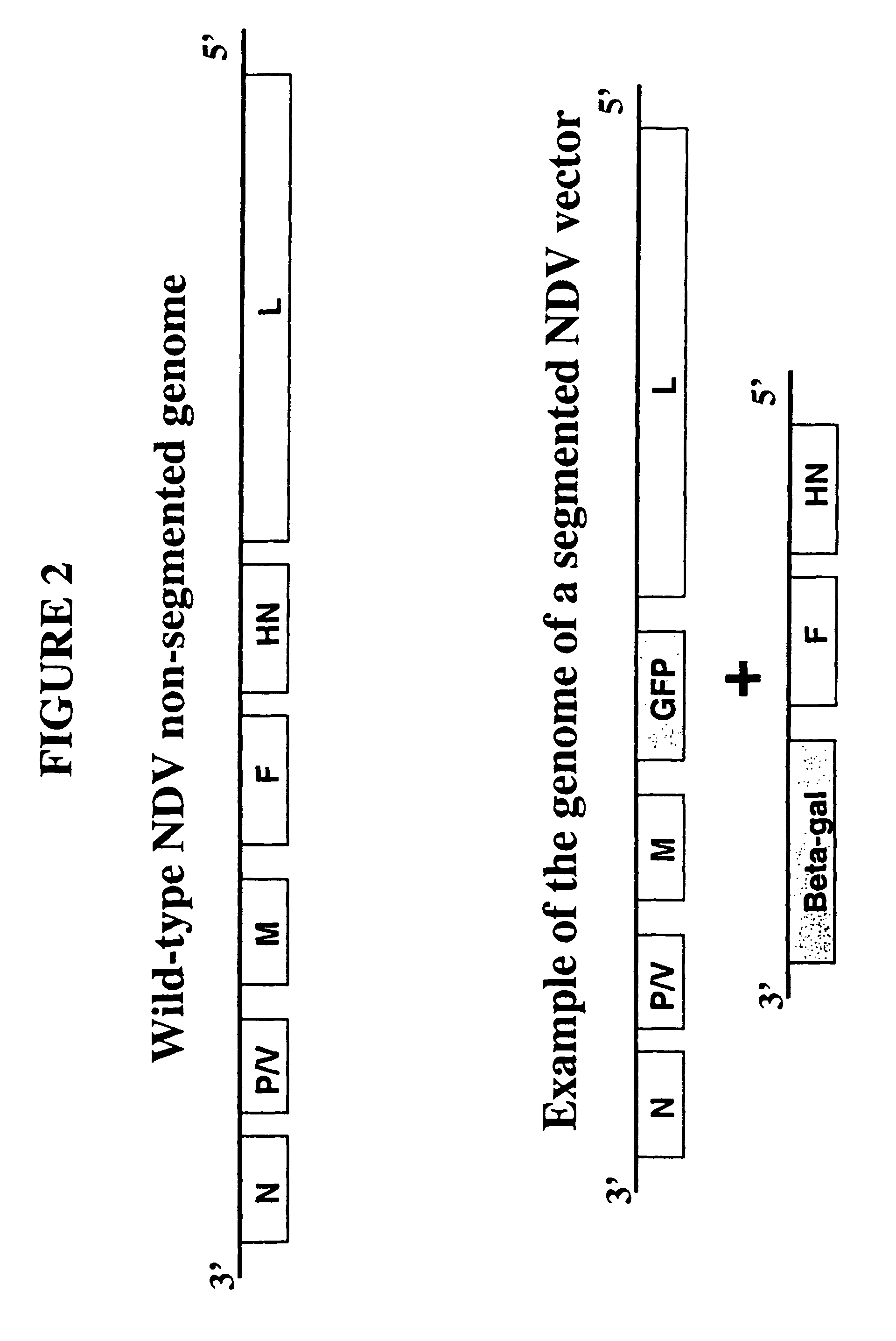 Recombinant negative strand virus RNA expression systems and vaccines