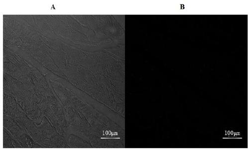 A nucleic acid aptamer-based immunofluorescence kit for pulmonary metastatic osteosarcoma tissue