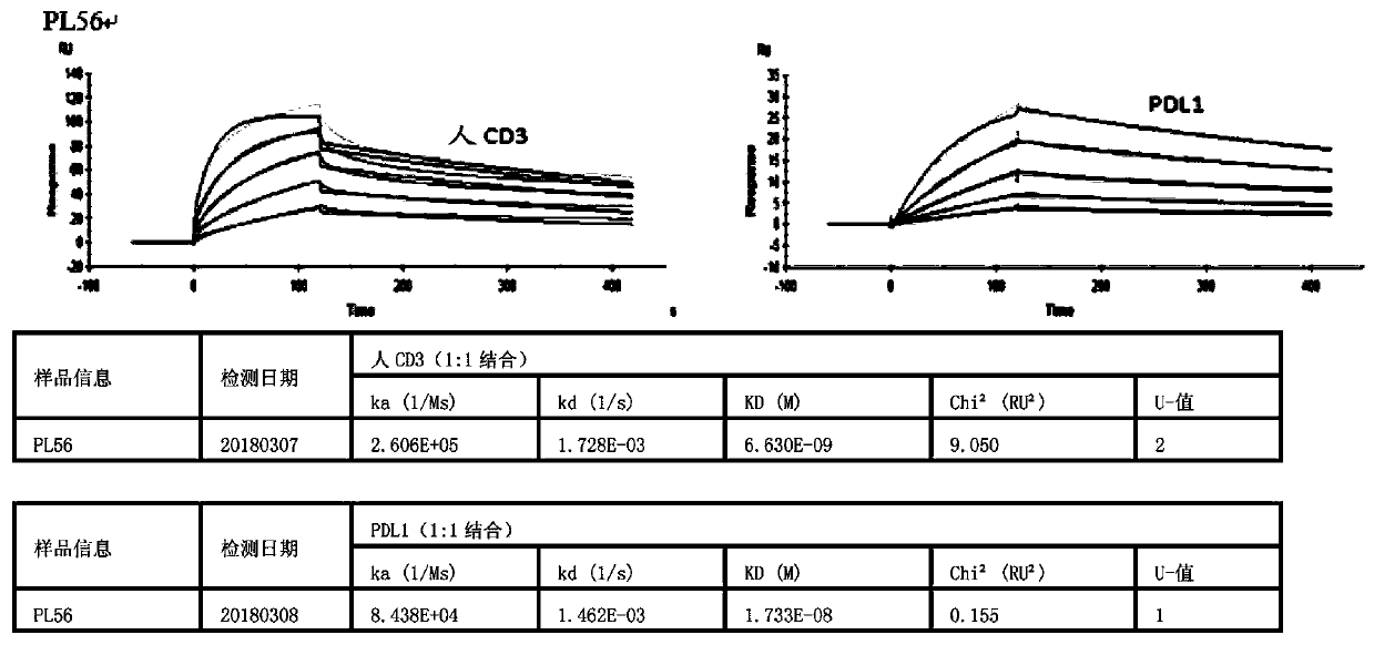 Bispecific antibody