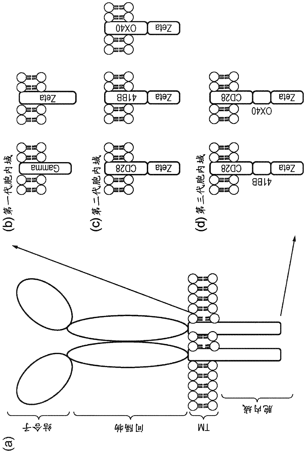 Cell comprising chimeric antigen receptor (CAR)