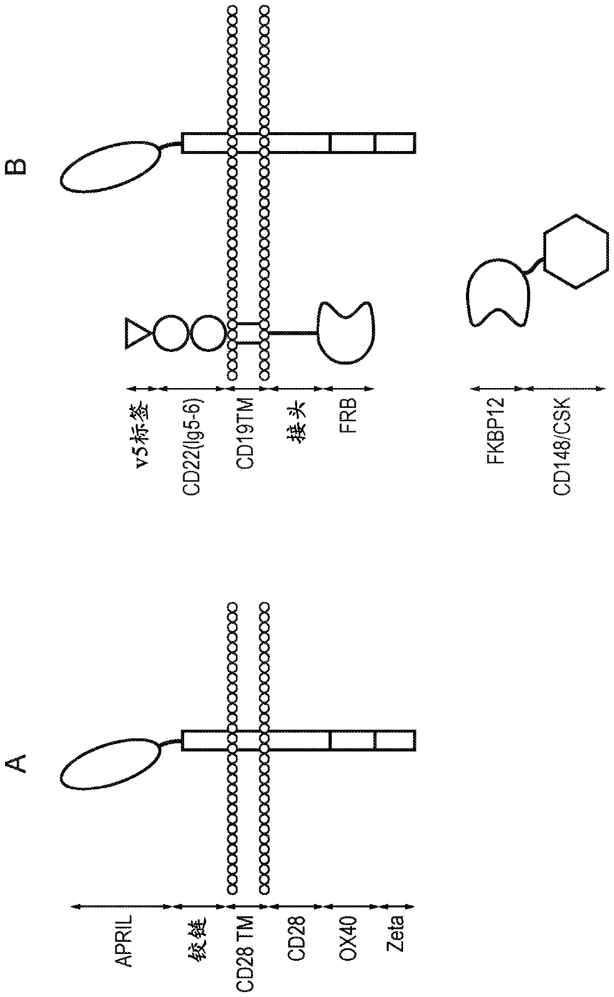 Cell comprising chimeric antigen receptor (CAR)