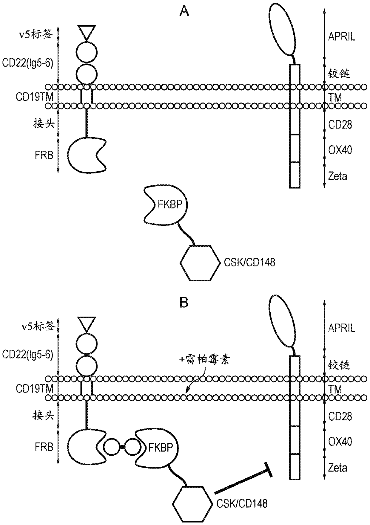 Cell comprising chimeric antigen receptor (CAR)