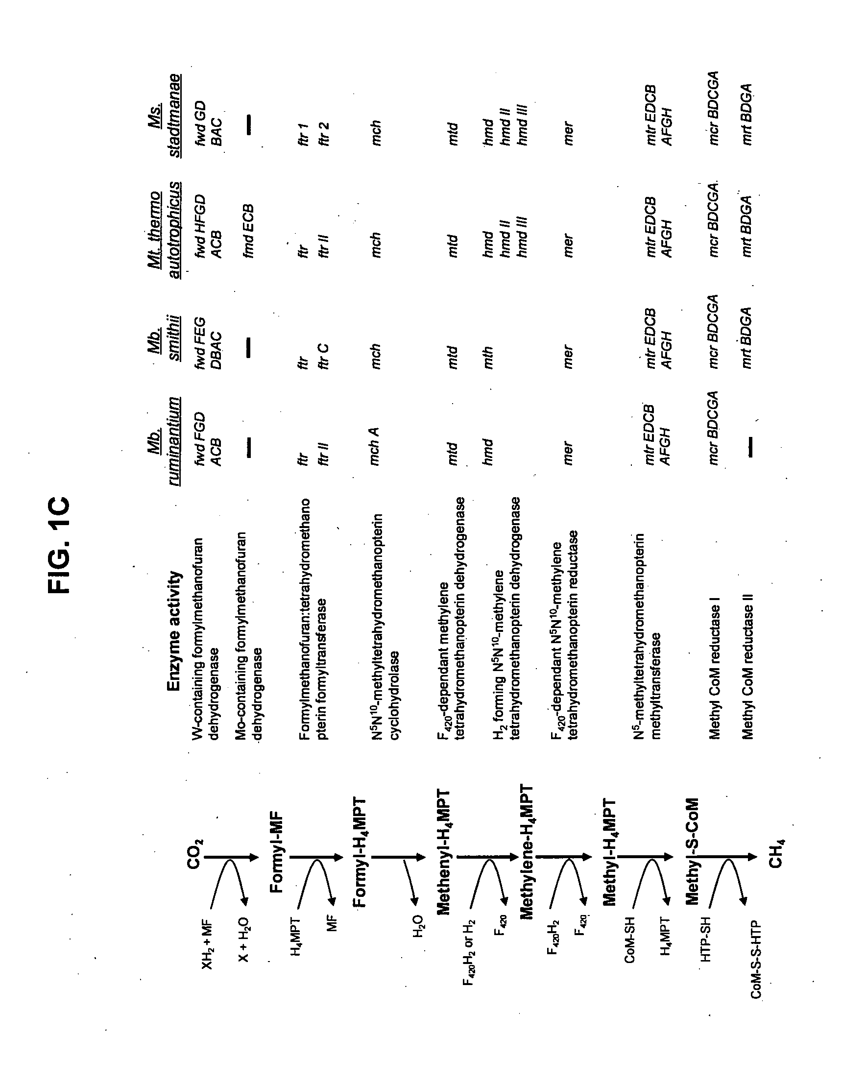 Cell-permeabilising peptides and polypeptides for microbial cells