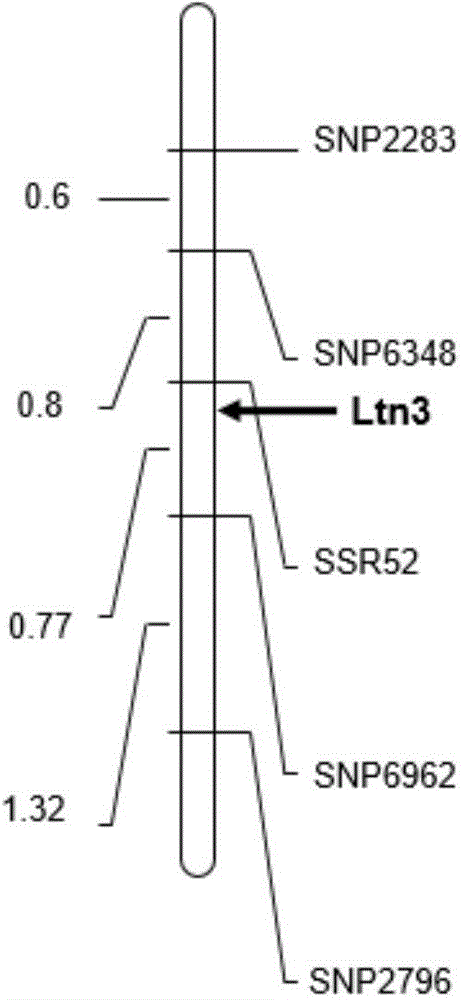 Molecular marker SSR52 of wheat few-tillering gene Ltn3 and application thereof