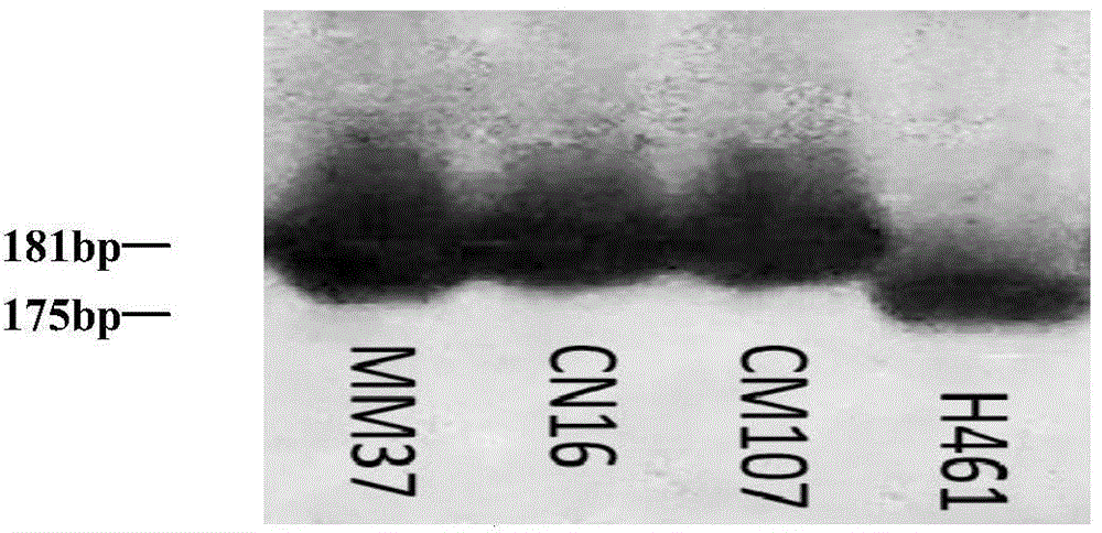 Molecular marker SSR52 of wheat few-tillering gene Ltn3 and application thereof