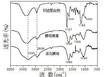 Preparation method of novel adsorbent for selectively separating ciprofloxacin in water environment