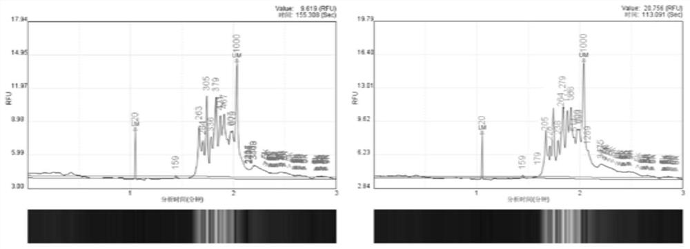 Human Y chromosome STR and SNP genetic marker joint detection system and detection method based on NGS