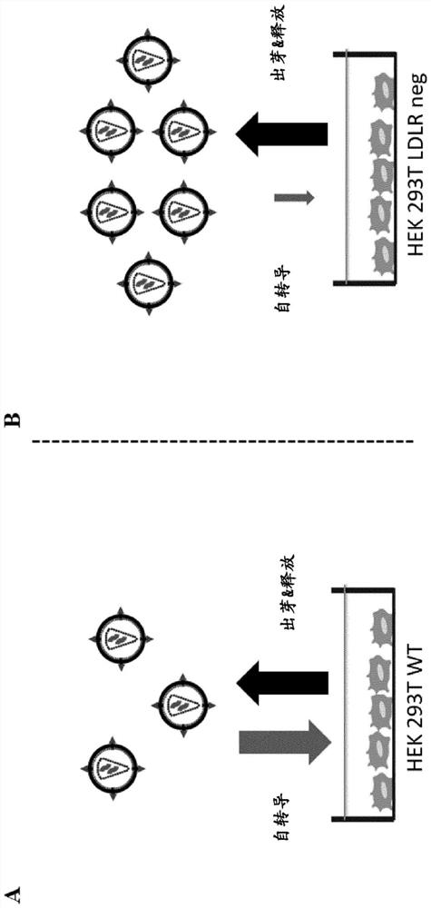 Ldlr negative packaging cell line for the production of vsv-g pseudotyped retroviral vector particles or virus particles thereof